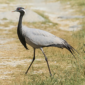 Demoiselle Crane